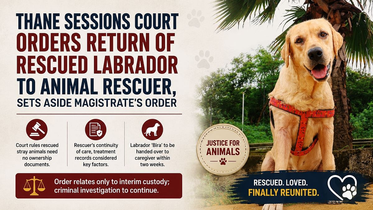 Thane Sessions Court Orders Return Of Rescued Labrador To Animal Rescuer, Sets Aside Magistrate's Order