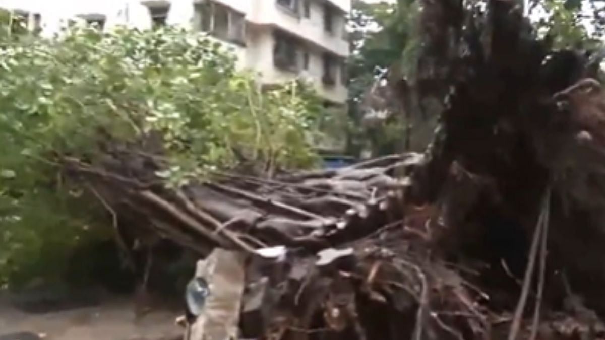 Mumbai Monsoon Fury: Tree Uprooted Near Churchgate Station Due To Heavy Rainfall, Multiple Vehicles Damaged - VIDEO