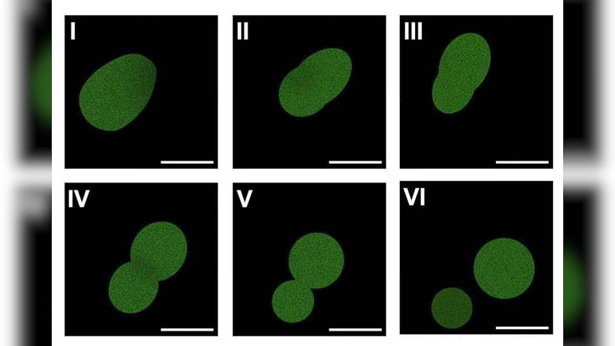 'SpudCell': Scientists Create Synthetic Cells That Can Feed, Grow & Replicate Like Natural Cells In Major Breakthrough