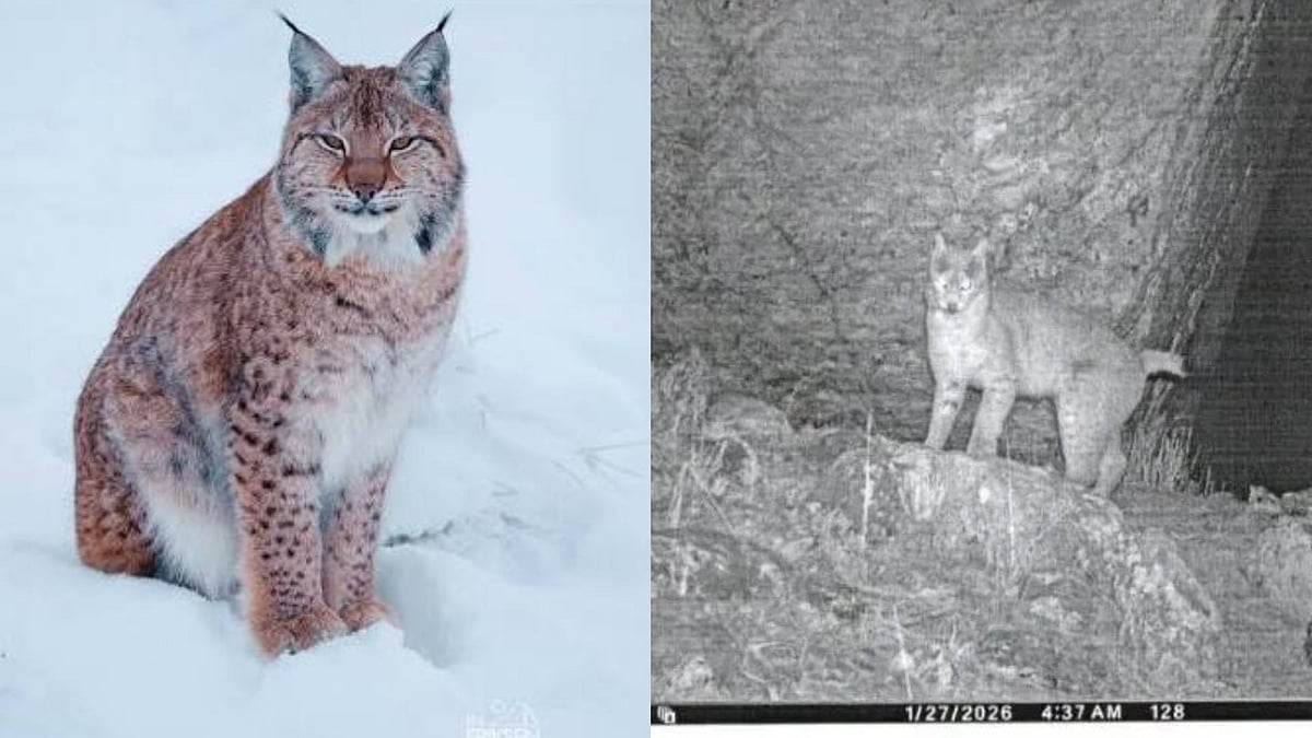 'Ghost Of The Mountains': First-Ever Eurasian Lynx Photographed In Sikkim; IFS Officer Shares Post 