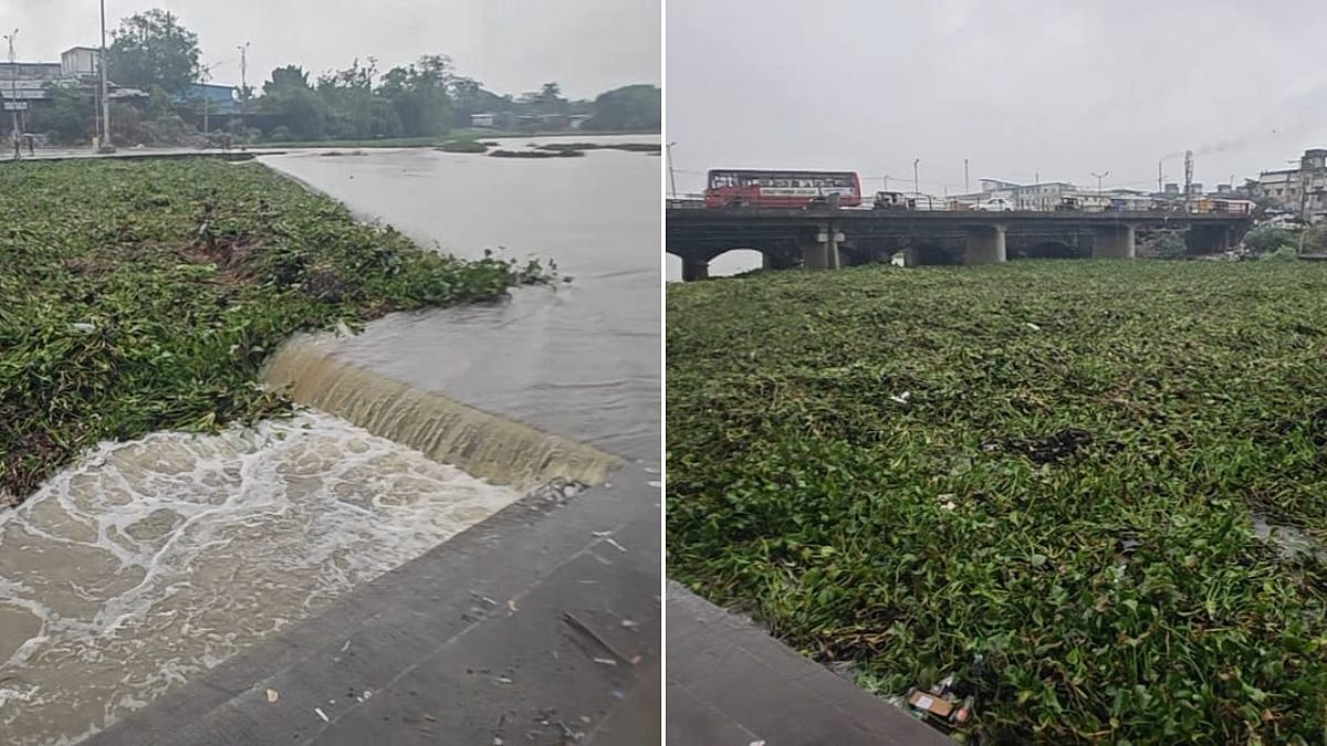 Bhiwandi: Water Hyacinth Chokes Kamwari River, Raising Flood Fears In Shelar Village