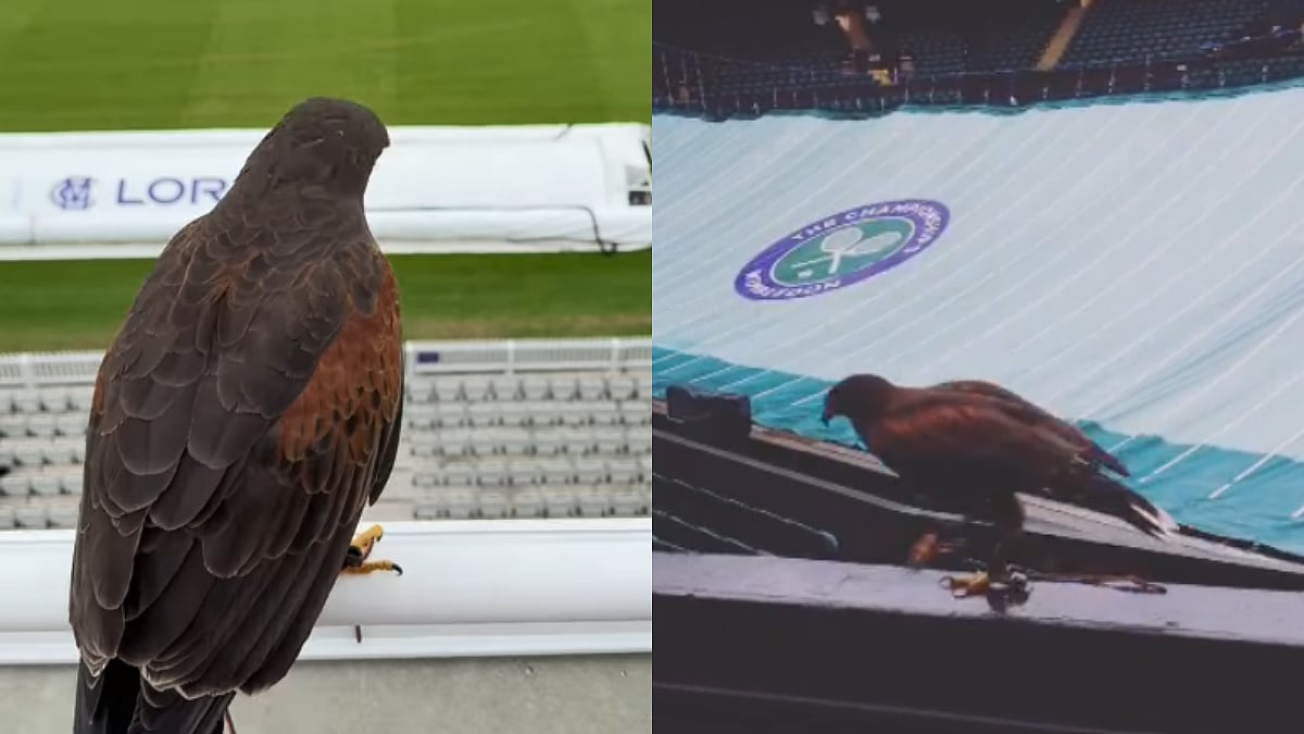 Wimbledon 2026: Who Is Rufus The Hawk, the 'Bird Of Prey' Protecting The Courts From Pigeons?