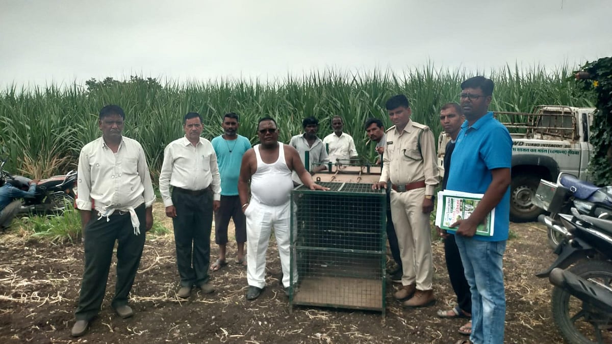 Cage Set Up For Dog-Killer Leopard In Pansemal Forest Range