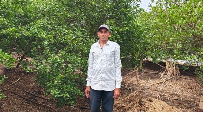 Lemon Orchard Transforms Petlawad Farmer's Fortune