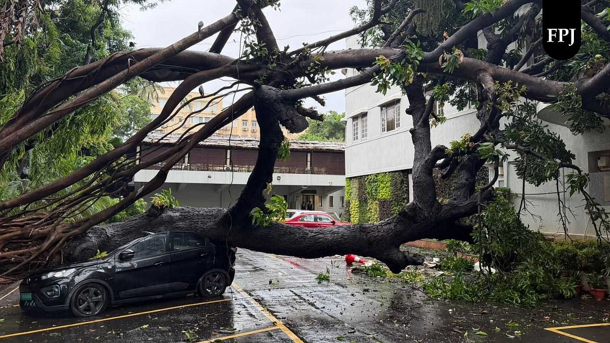 Massive Tree Uprooted At CCI, Churchgate