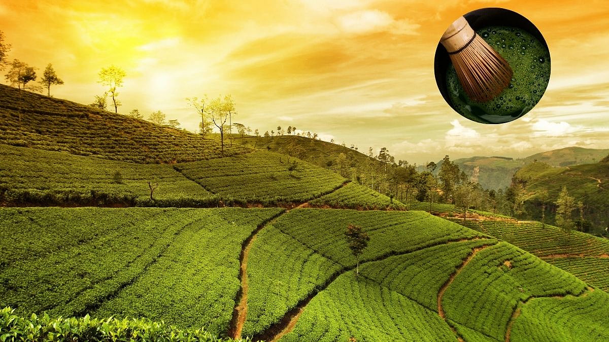 From Assam To The World: India’s First Commercial Matcha Tea Production Begins; Everything To Know About This Rich Tea Legacy 