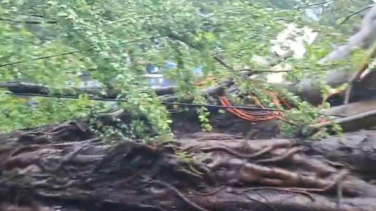 Thane Monsoon Mayhem: 2 Injured As Massive Tree Collapses On Moving Two-Wheeler In Kalwa Amid Heavy Rainfall - VIDEO
