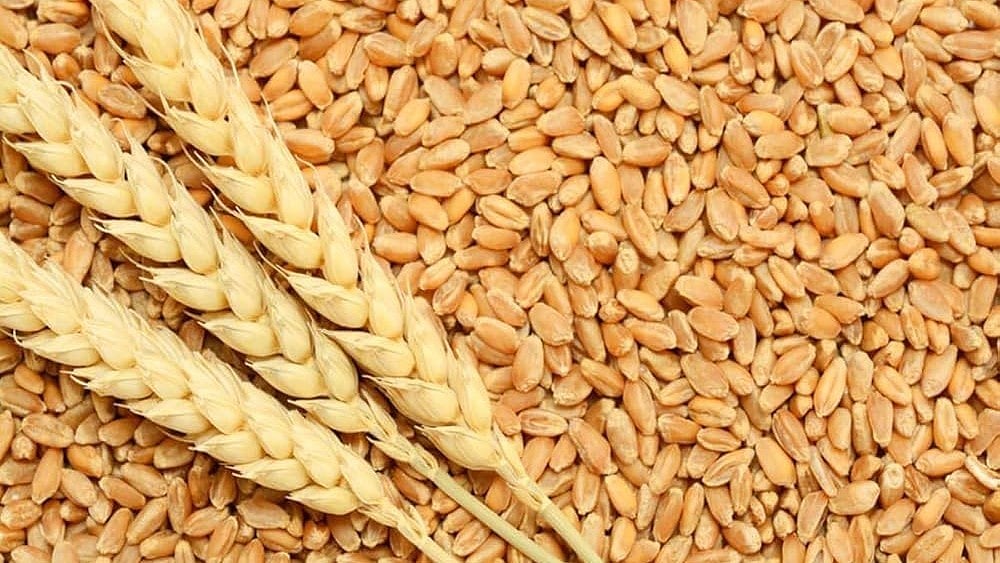 14K Quintals Of Wheat Disappear From Food Minister's Home District