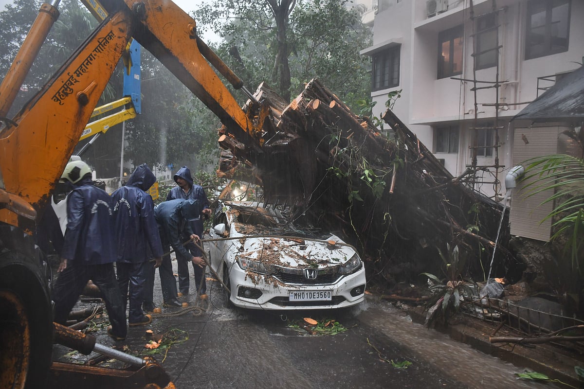 A tree felt at LD Ruparel Marg, Malabar Hill in Mumbai
