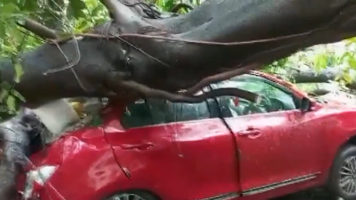 Mumbai Rains: Tree Crashes Onto Parked Cars In Bandra East Amid Strong Winds; Traffic Hit | VIDEO 