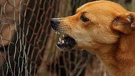 Nashik: 51-Year-Old Dies After Stray Dog Attack In Khutwadnagar; Civic Body Faces Criticism