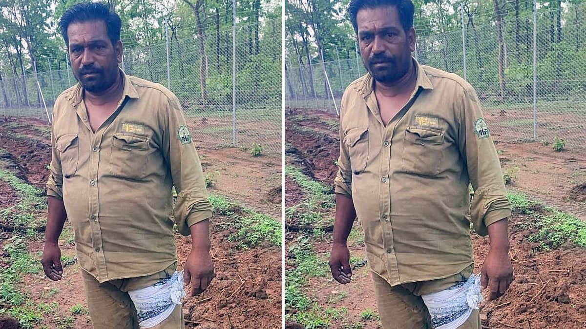 Tiger Injures Woman, Forest Guard, Security Worker; Elephant Patrol Launched To Trace Big Cat