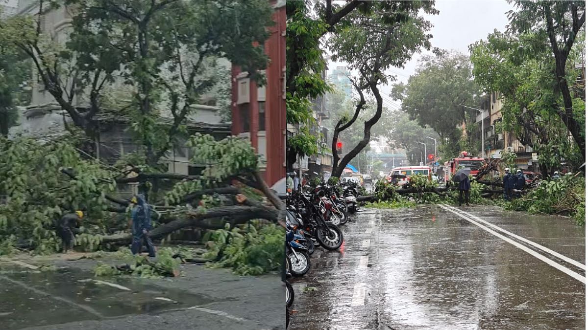Mumbai Monsoon Miseries: Multiple Tree Falls Reported Across City, Raising Safety Concerns Amid Heavy Rain
