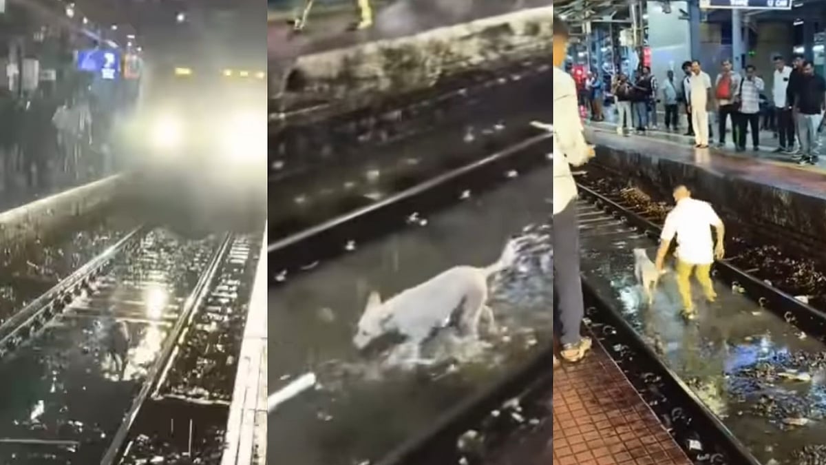 Mumbai Rains: Loco Pilot Halts Local Train To Save Stray Dog On Kurla Railway Tracks; Viral Video Wins Hearts On Internet