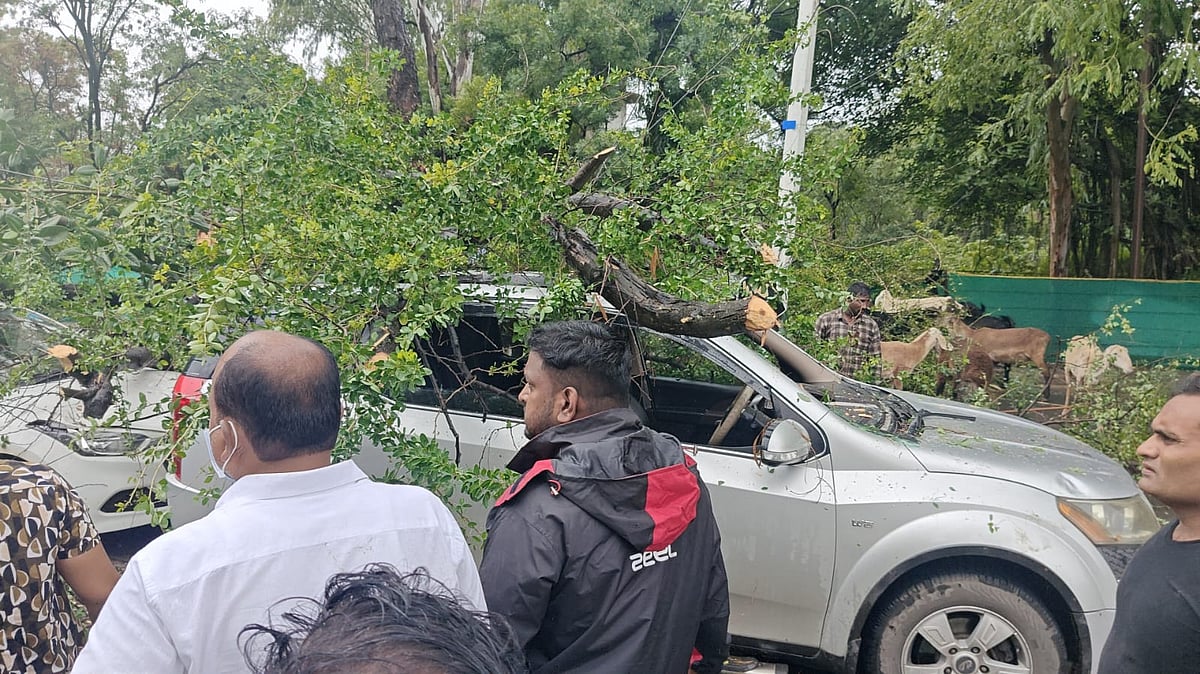 Pune Rains: Fire Brigade Handles 29 Tree-Fall Incidents In 2 Days 