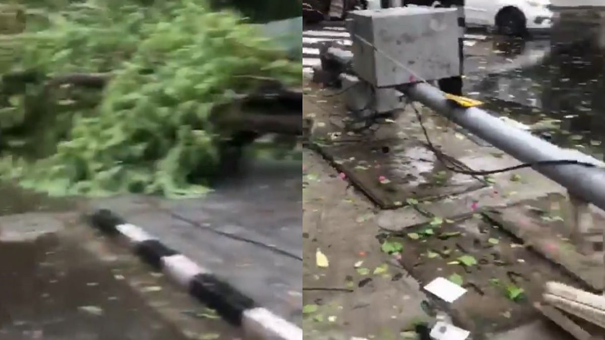 Mumbai Rains: Tree & Traffic Signal Pole Collapse Near Cooperage Ground In Colaba Amid Intense Rainfall - Video 