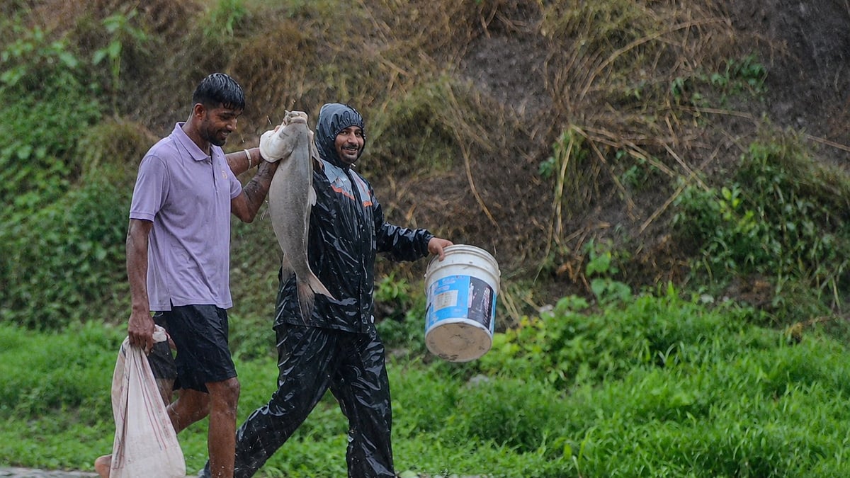 Pune: Talegaon Dabhade Residents Catch Huge Fish On Flooded Street; Video Goes Viral