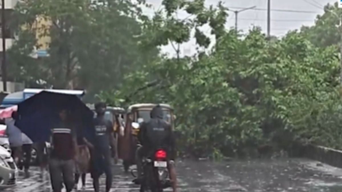 Vasai-Virar Rains: Massive Tree Collapses On Nalasopara–Virar 90 Feet Road Amid Heavy Downpour; Traffic Disrupted – Video