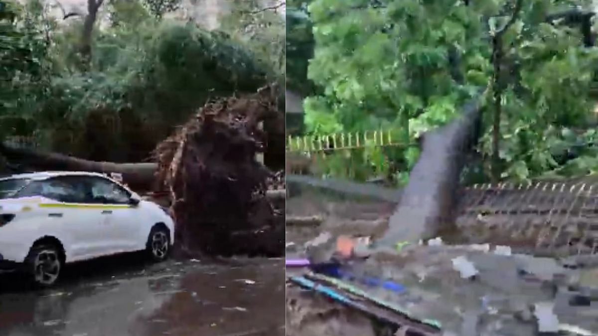 Mumbai Rains: Multiple Trees Uprooted In Powai Amid Strong Winds; IMD Red Alert Remains In Force – Video