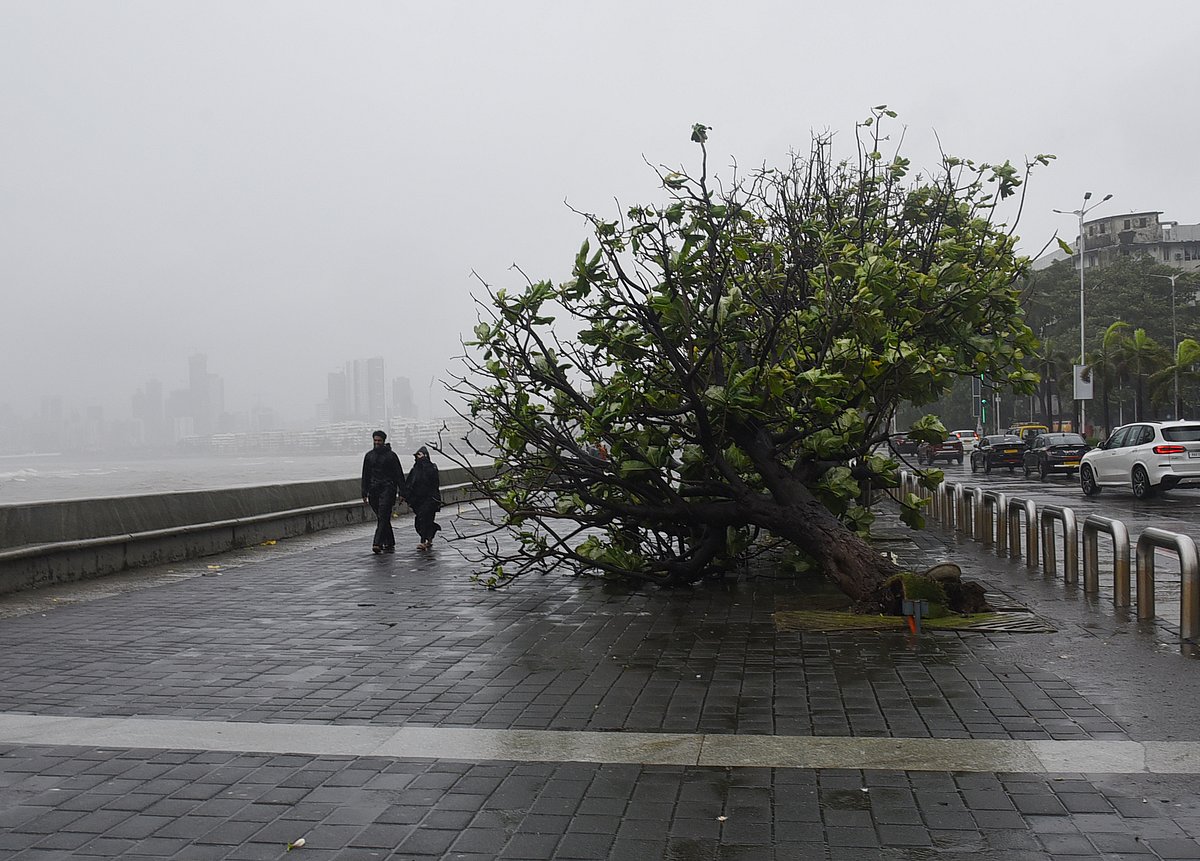 A tree collapsed along Marine Drive during heavy monsoon rains