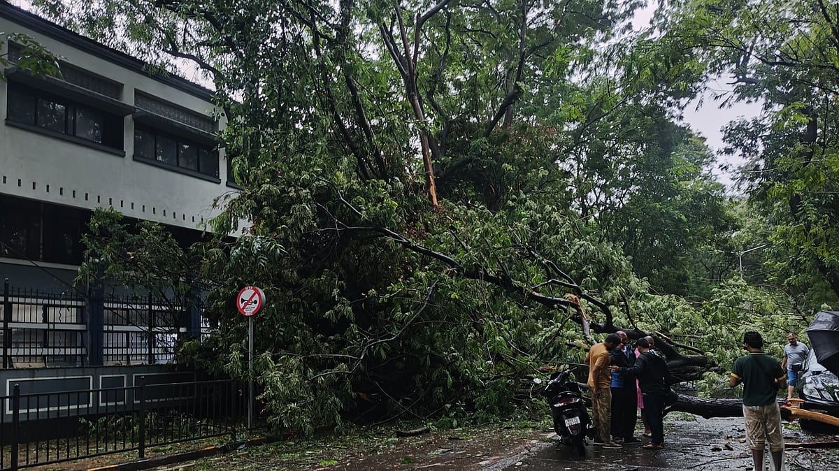 Mumbai Monsoon: Massive Tree Falls Outside Dadar's JB Vachha School; Holiday Declaration Averts Tragedy