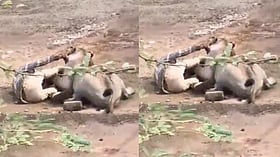 Lioness pins Maldhari man in Gujarat; forest department tracks animal after incident