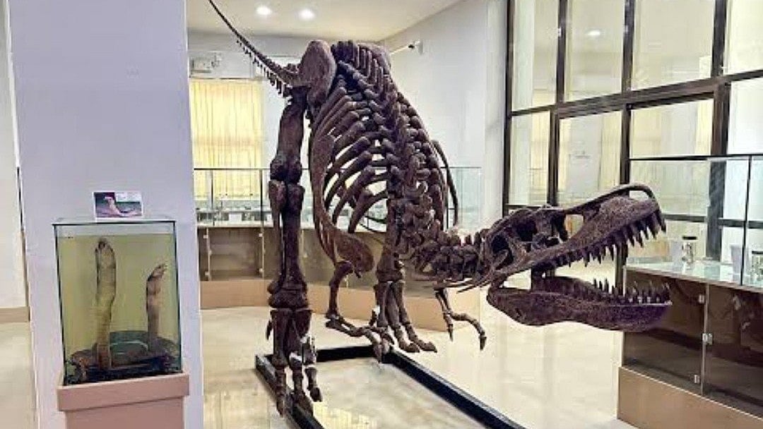 What Is A Designated Repository? Mizoram's Natural History Museum Earns National Recognition