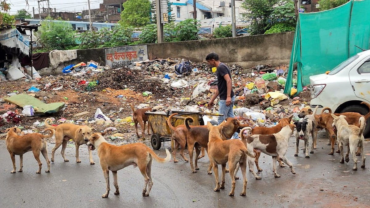 Bhopal Residents Alarmed As Stray Dog Packs Grow; 80–90 Bite Cases Reported Every Week