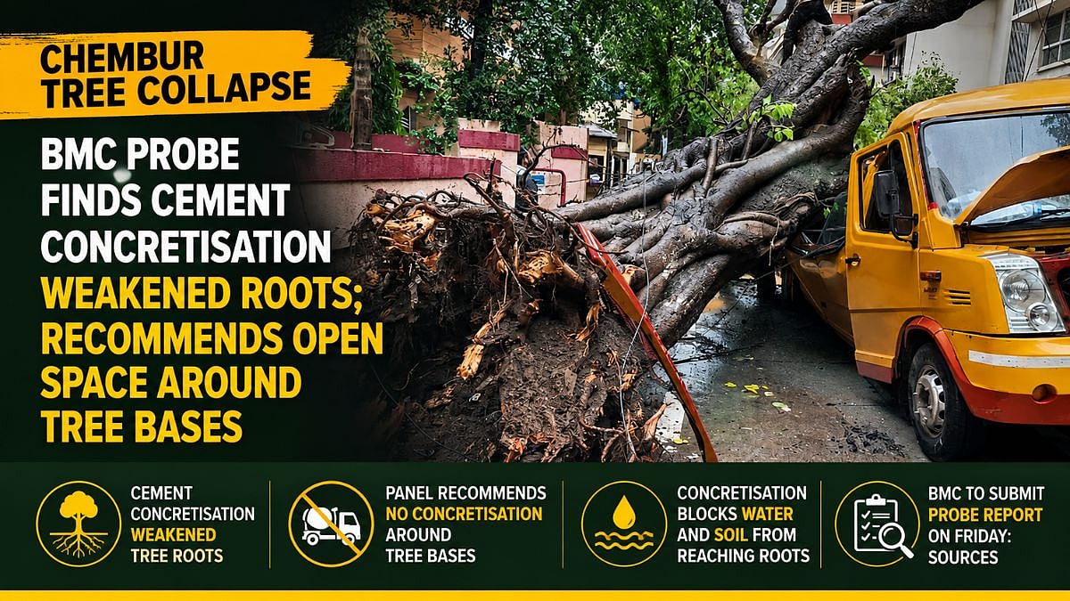 Chembur Tree Collapse: BMC Probe Finds Cement Concretisation Weakened Roots, Recommends Open Space Around Tree Bases