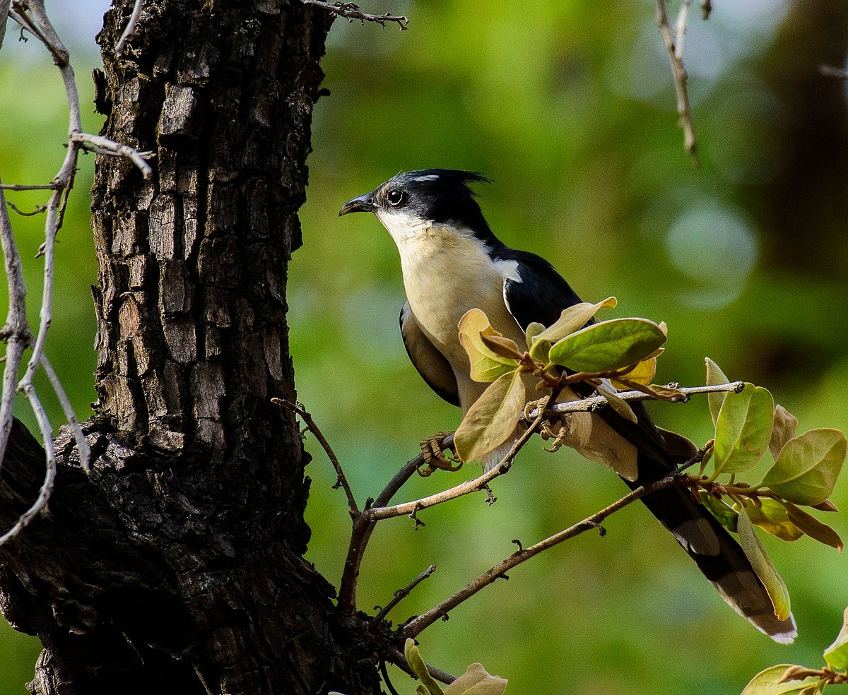 Jacobin Cuckoo