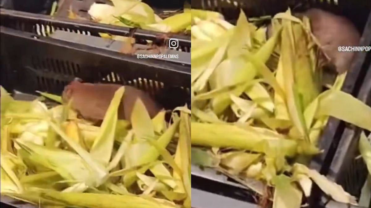 Food Safety Concerns Rise After Viral Video Allegedly Shows Rat Feeding On Corn At Mira Road Star Bazaar - VIDEO