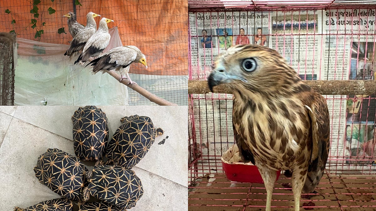 CBI-DRI Joint Action Busts Wildlife Trafficking Racket; 52 Protected Animals And Birds Rescued, 6 Accused Arrested
