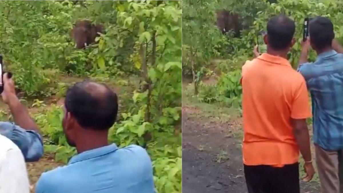 Selfie Turns Fatal As 35-Year-Old Man Attacked By Wild Elephant In Gadchiroli - VIDEO