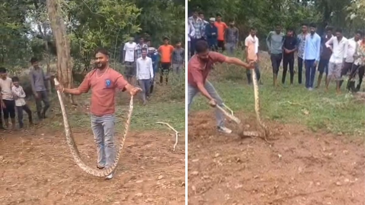 15-Feet-Long Python Triggers Panic In MP’s Chhatarpur, Rescued by Snake Catcher -- VIDEO