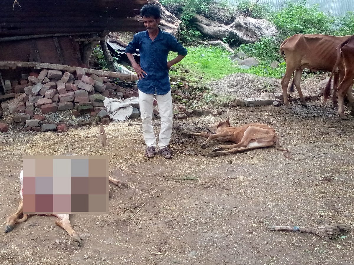 Leopard Kills Two Calves In Cattle Shed In MP's Kasrawad