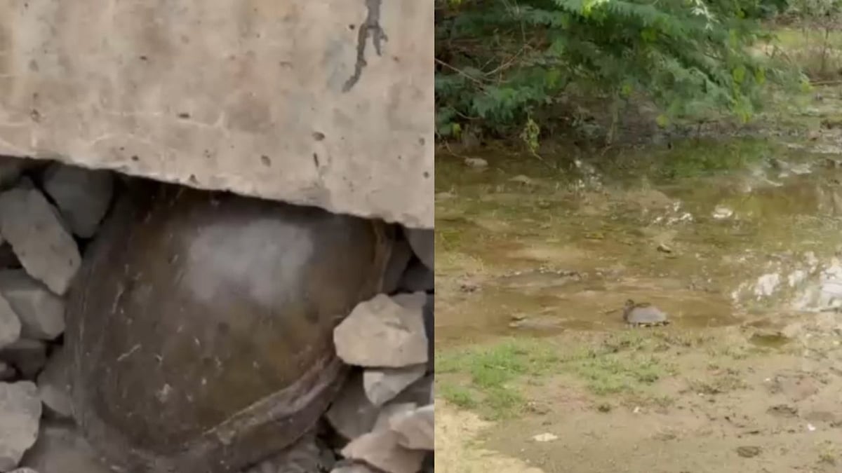 Ahmedabad DRM  Rescues Turtle Trapped Under Railway Track, Safely Releases It Into Reservoir | VIDEO 