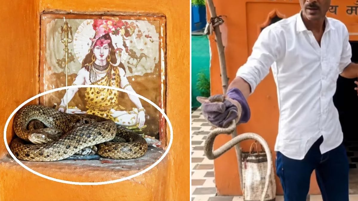 5-Feet-Long 'Vasuki Naga' Found Coiled Near Lord Shiva's Idol In Sagar Temple, Leaves Devotees Amazed