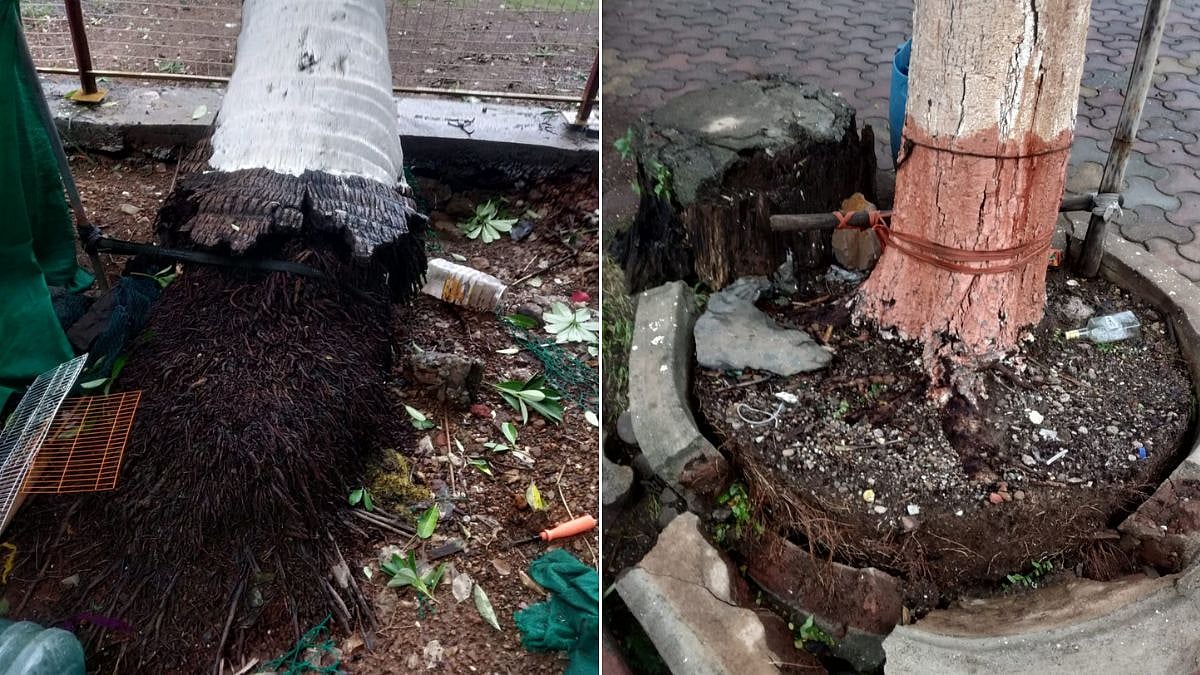 Mumbai Monsoon: Residents Urge BMC To Remove Dangerous Trees At Kurla School After Tree Collapse
