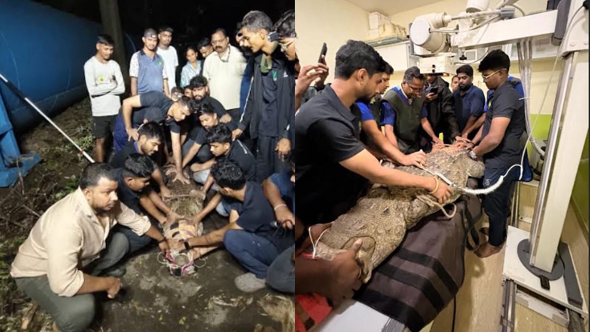 8.5-Foot Female Crocodile Rescued From Powai Village, Released Into Natural Habitat