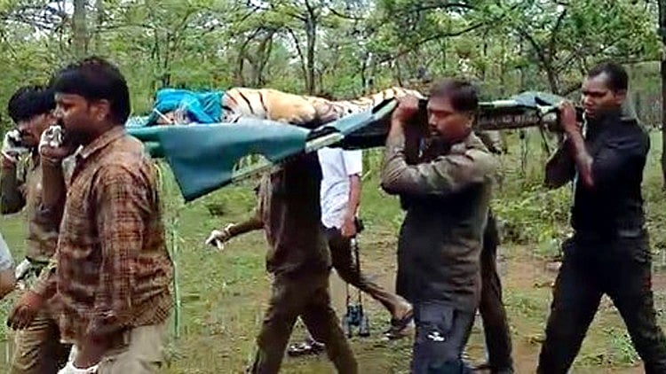 Injured Young Tigress Rescued From MP's Veerangana Durgawati Tiger Reserve, Shifted For Treatment