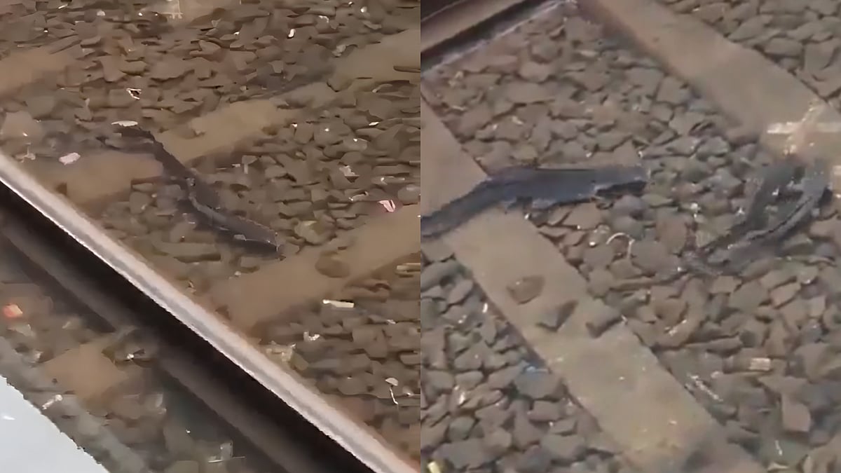 Mumbai Monsoon Surprise! Fish Spotted Swimming Along Flooded Local Railway Tracks | Watch