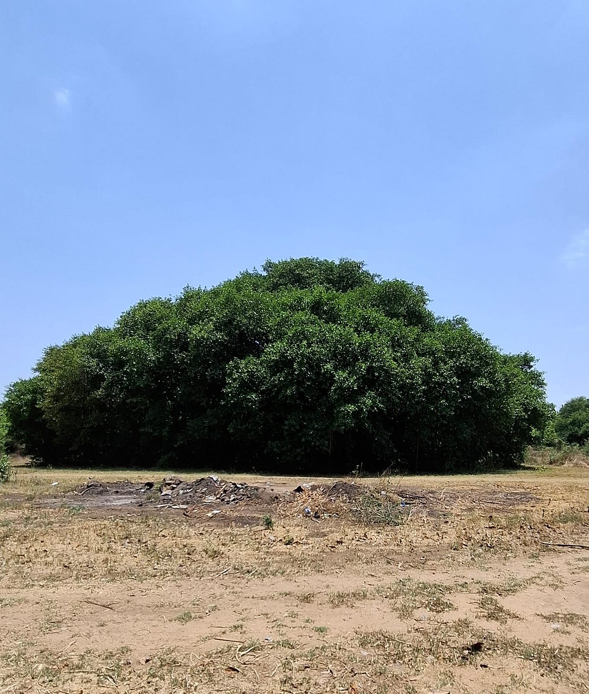 300 old banayan tree