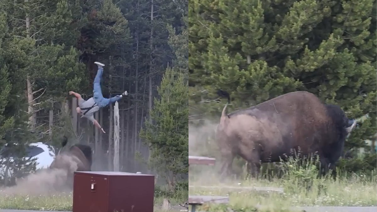 Tourist Injured After Angry Bison Tosses Him 8 Feet Into The Air At Yellowstone National Park | Watch
