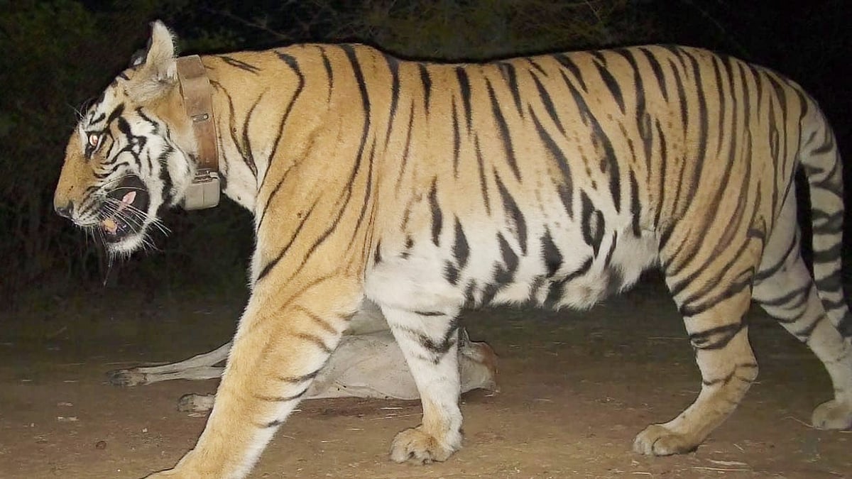 Missing 'Collar Wali Baghin' Traced Safe In MP's Bandhavgarh After 12-Day Search