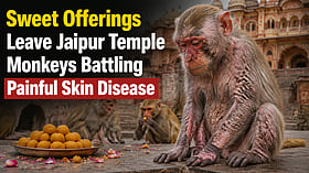 Experts warn feeding sweets to monkeys spreads hyperkeratosis at Jaipur’s Galtaji temple