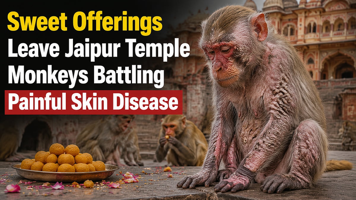 Sweet Offerings Leave Jaipur Temple Monkeys Battling Painful Skin Disease