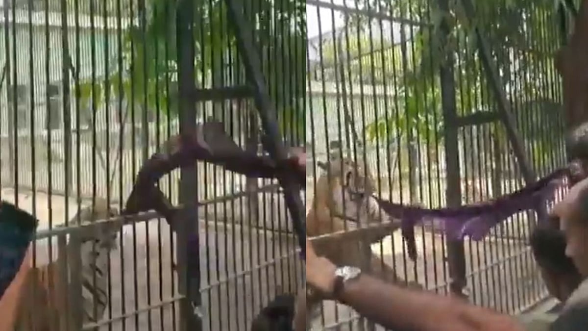 WATCH: Visitors Tease Tiger With Cloth At Gujarat's Junagadh Zoo For Content, Probe Launched After Video Goes Viral 