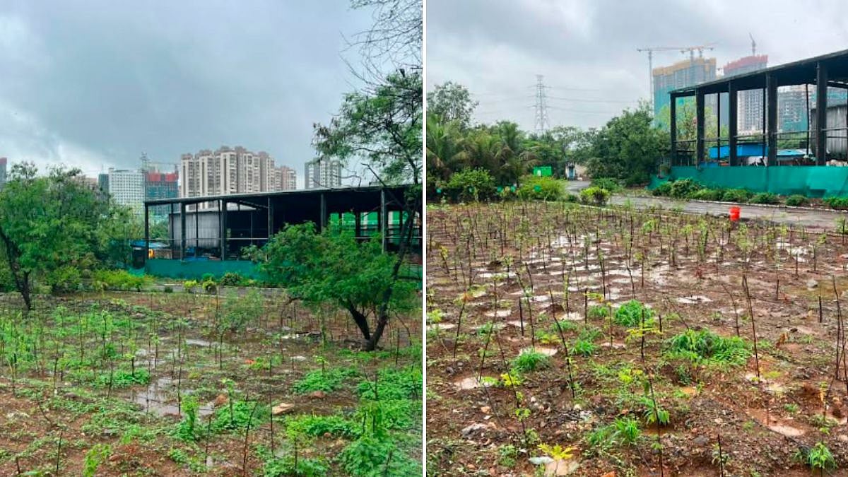 BMC Plants 7,662 Saplings Around Kanjurmarg Dumping Ground To Create Green Buffer Zone