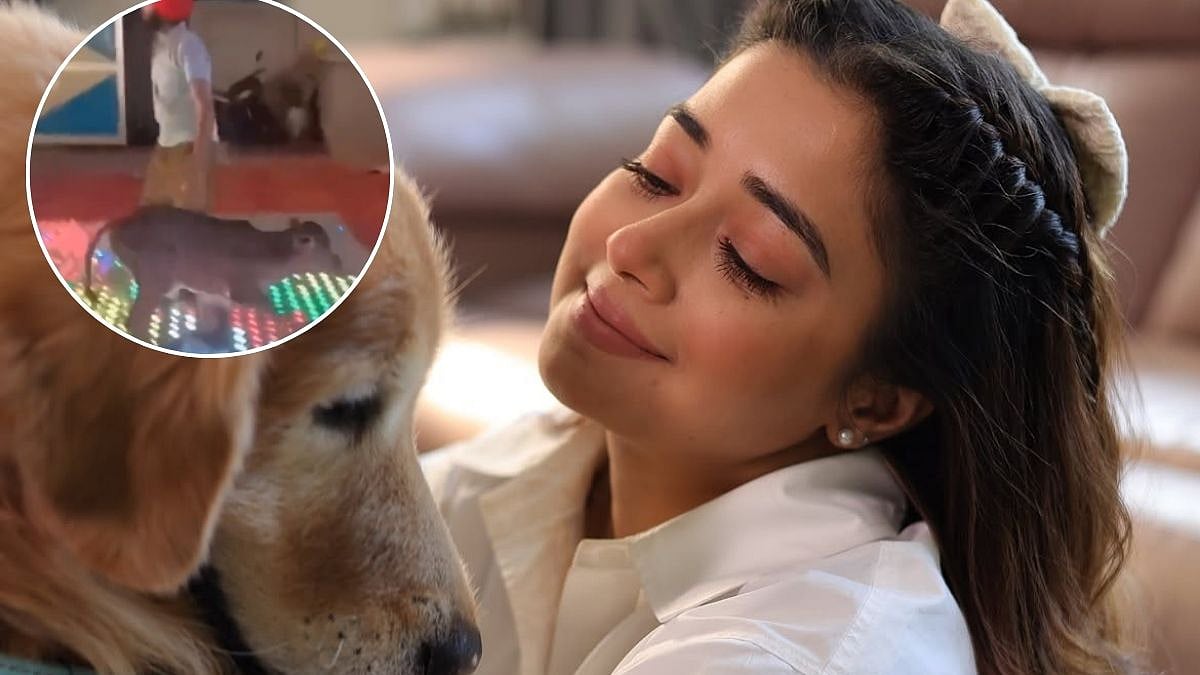 'Utterly Disgusting': Tina Datta Demands Action After VIRAL Video Shows Terrified Calf Dragged Onto Dance Floor In Punjab- WATCH