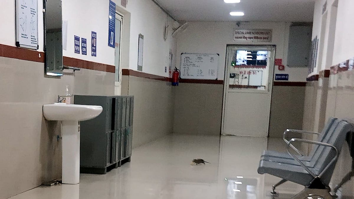 Rats Spotted Inside Bhopal's JP Hospital Newborn Unit; Probe Ordered